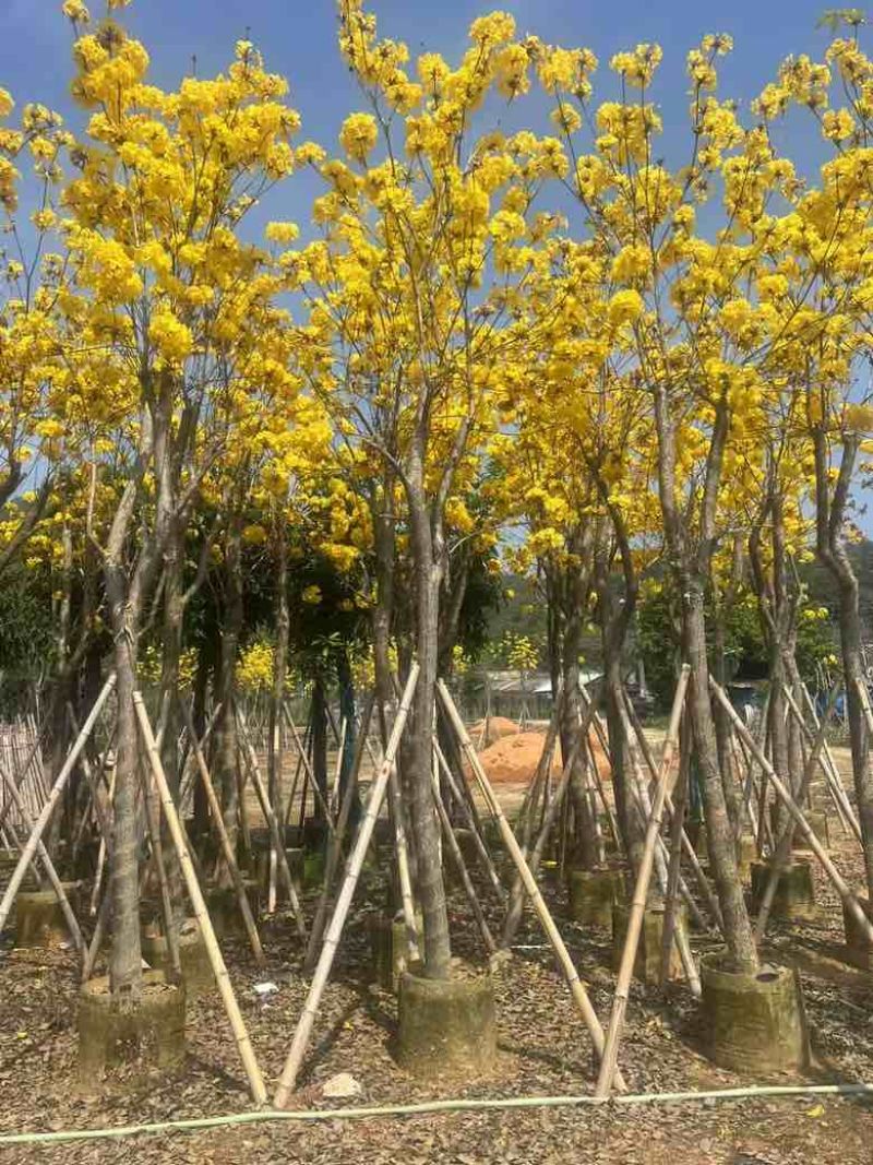 黄花风铃木骨架8-15分，大量低价出售