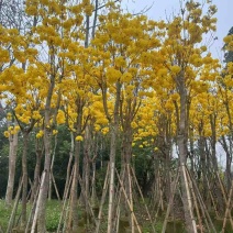 黄花风铃木骨架8-15分，大量低价出售