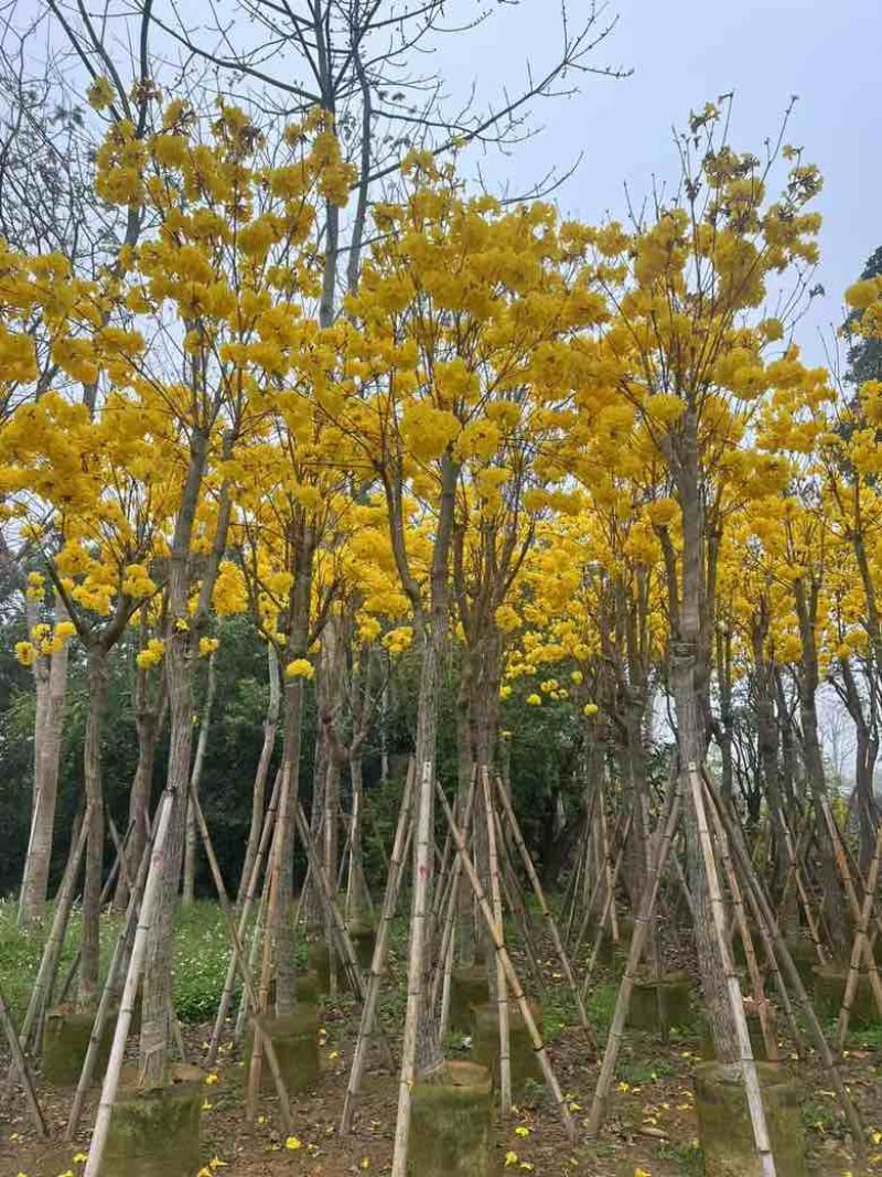 黄花风铃木骨架8-15分，大量低价出售