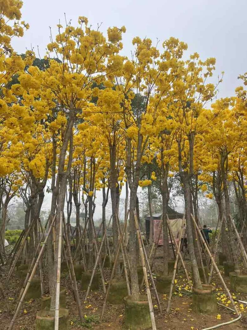 黄花风铃木骨架8-15分，大量低价出售