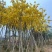 黄花风铃木骨架8-15分，大量低价出售