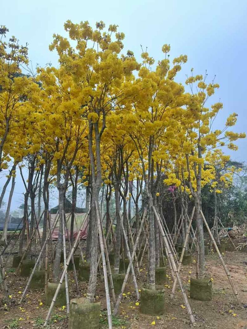 黄花风铃木骨架8-15分，大量低价出售