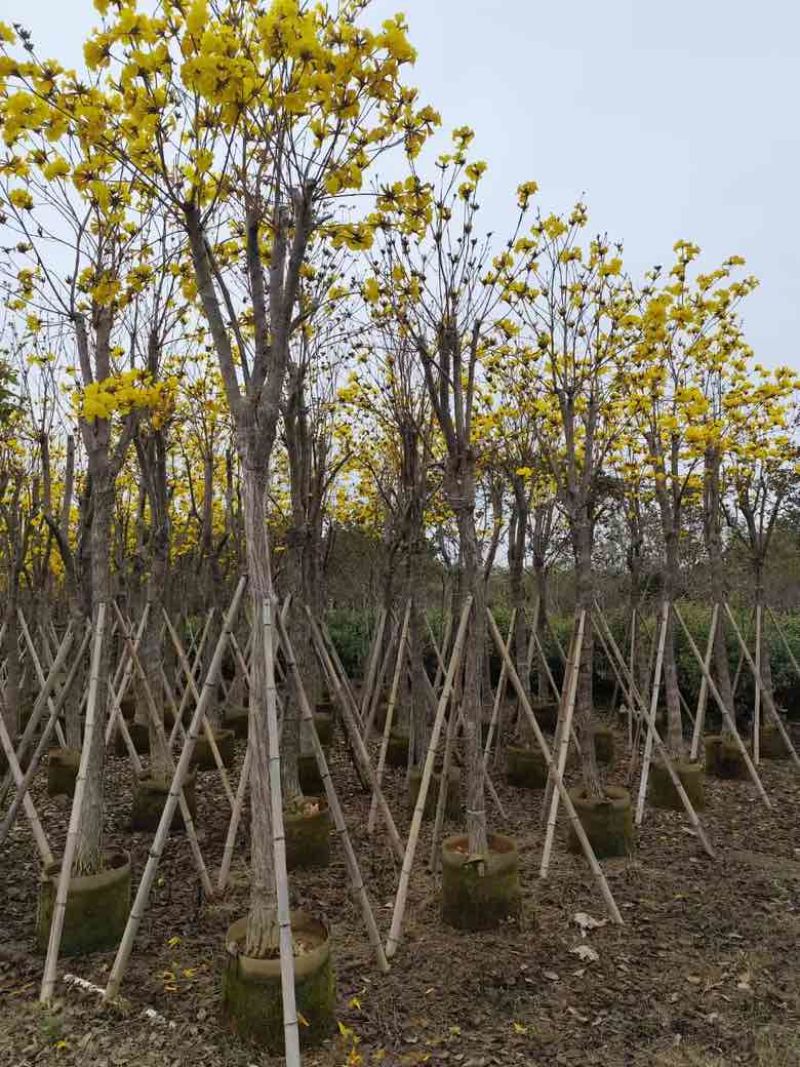 黄花风铃木骨架8-15分，大量低价出售