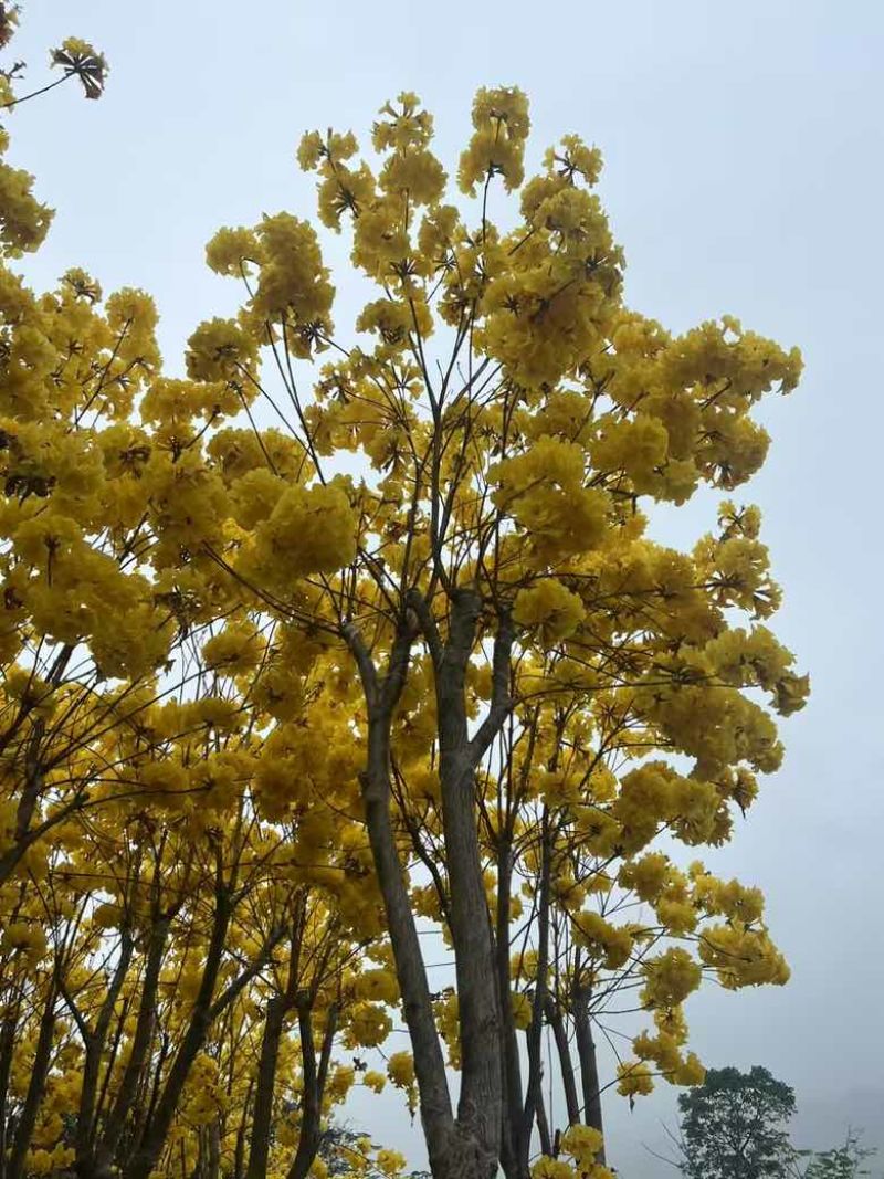 黄花风铃木骨架8-15分，大量低价出售
