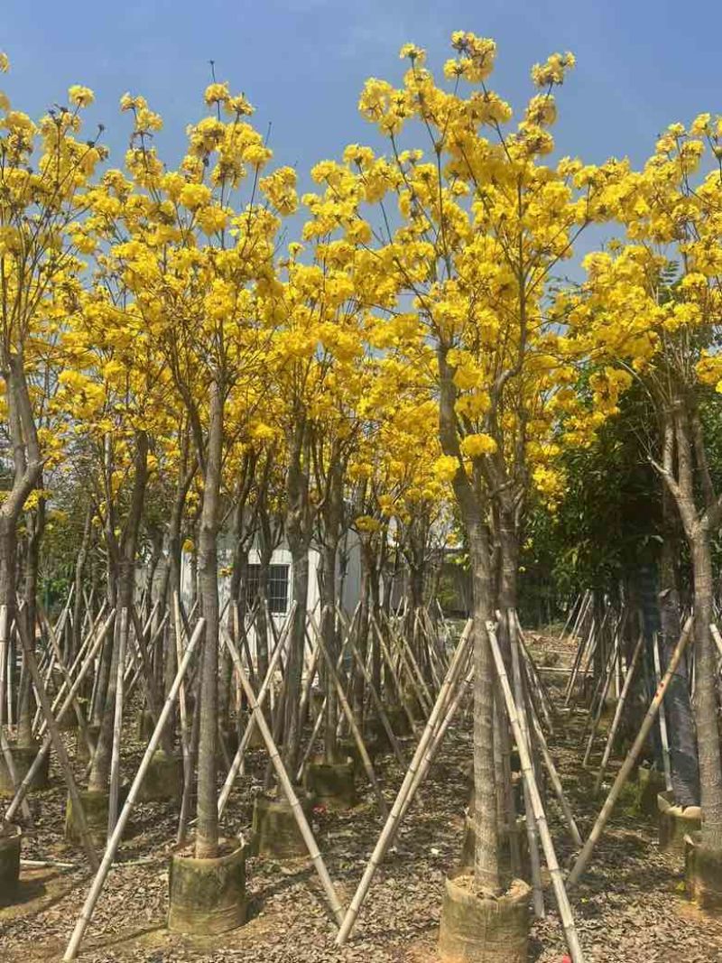 黄花风铃木骨架8-15分，大量低价出售
