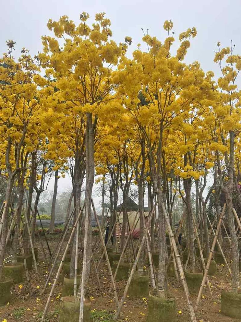 黄花风铃木骨架8-15分，大量低价出售