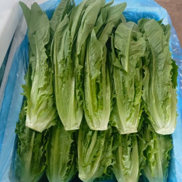 喜欢的老板来看货
