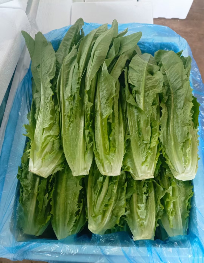 喜欢的老板来看货