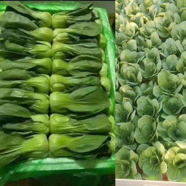 上海青