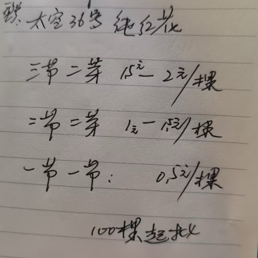 莲子种苗太空36号纯红花***********