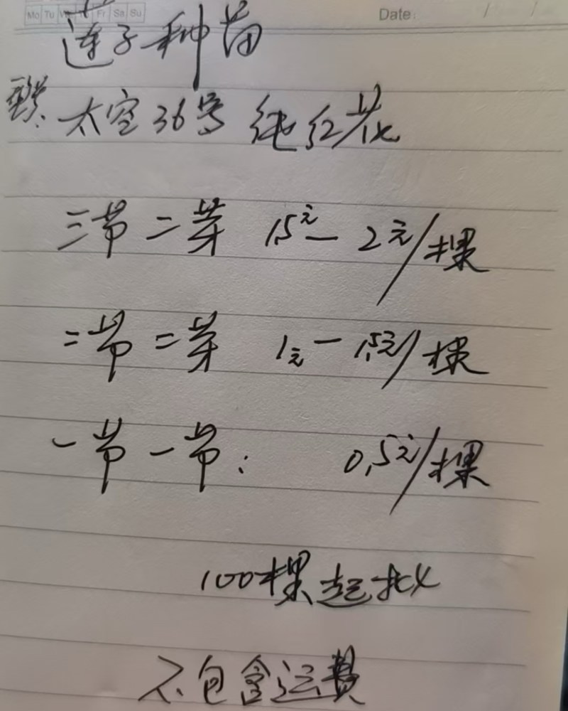 莲子种苗太空36号纯红花***********