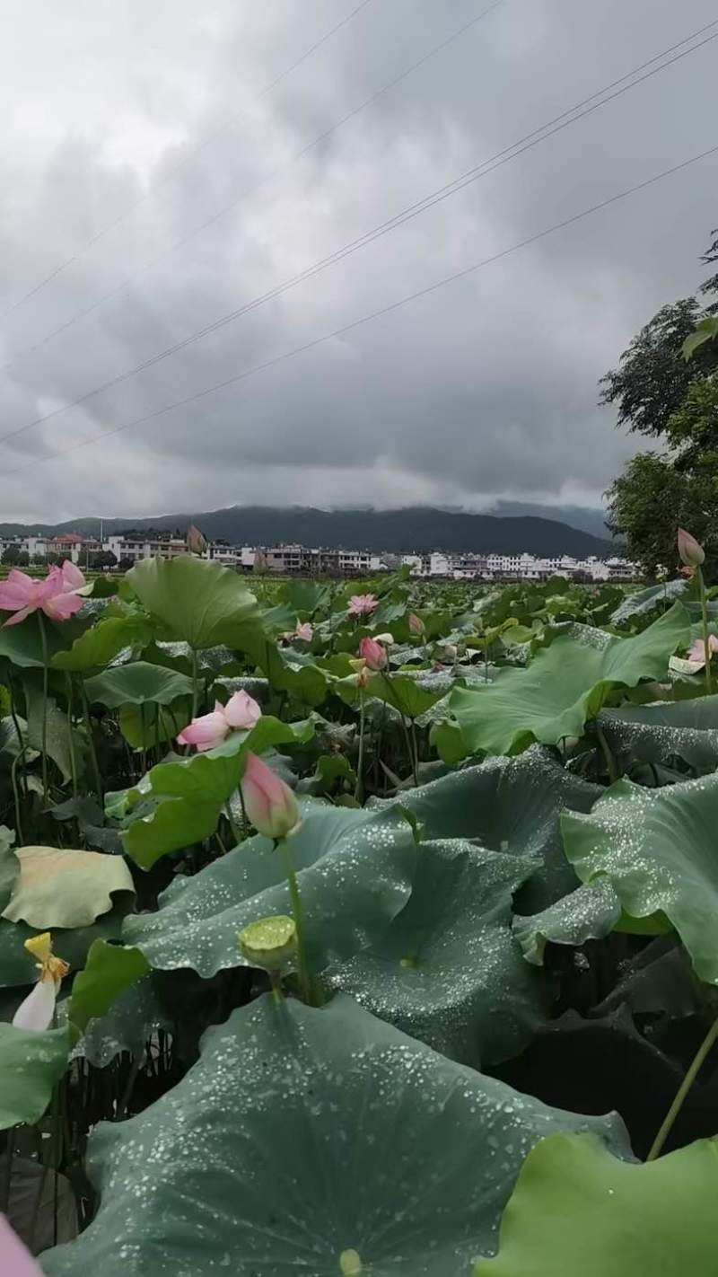 莲子种苗太空36号纯红花***********