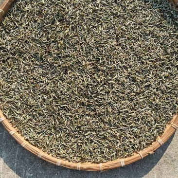 普洱本地老品种春茶