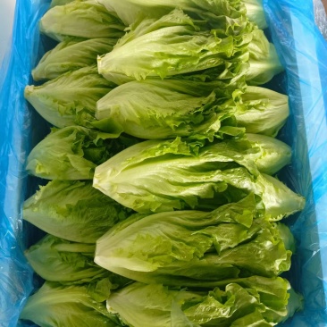 意大利