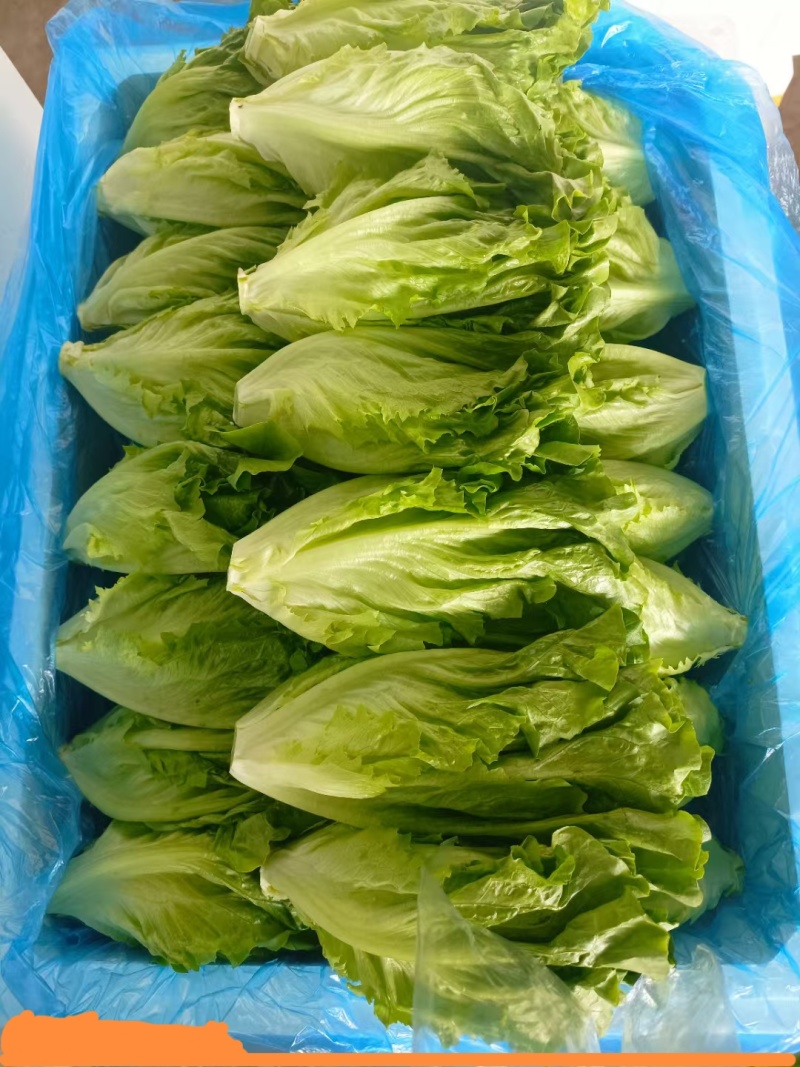 意大利