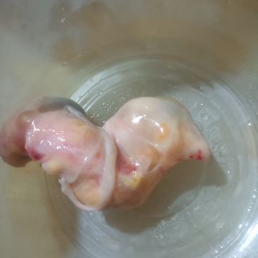 鸡宝