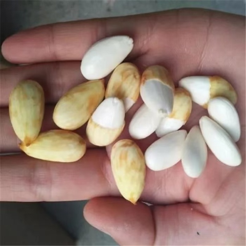 新疆新鲜青皮巴旦木