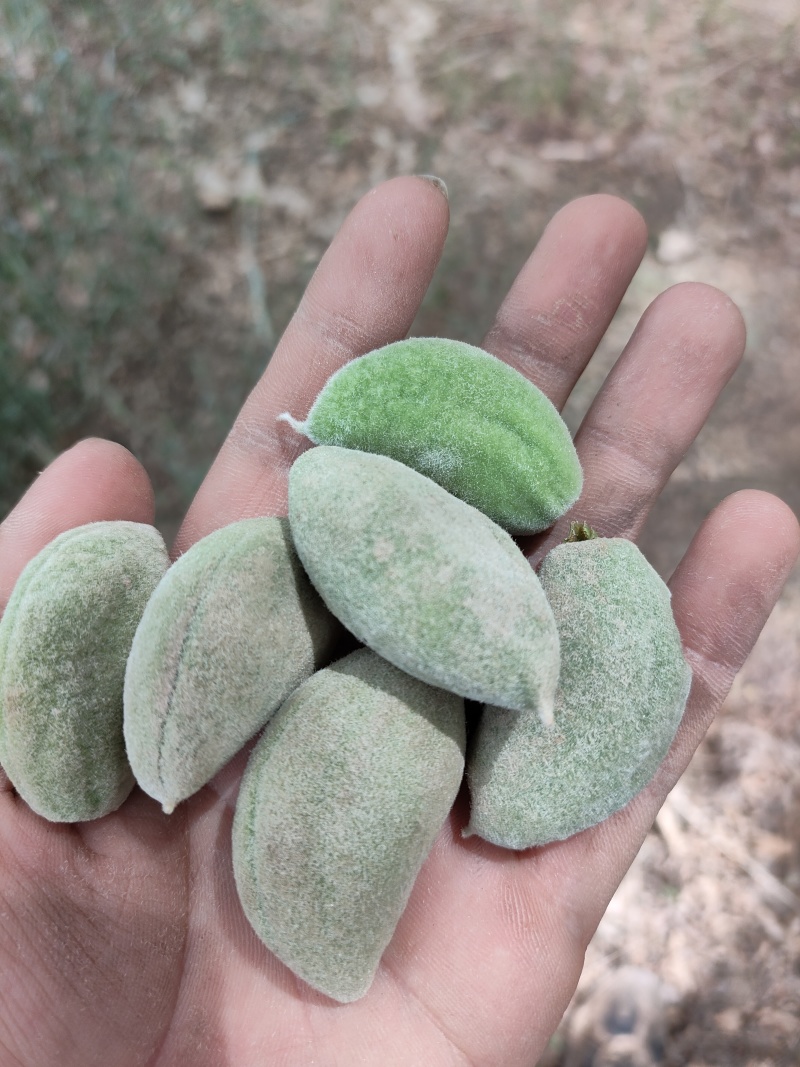 新疆新鲜青皮巴旦木