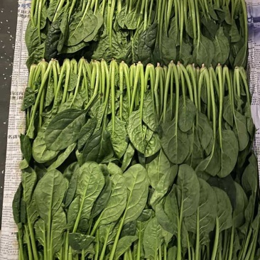 菠菜苗