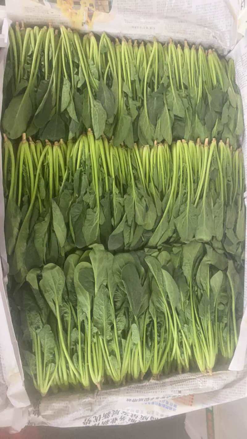 菠菜苗