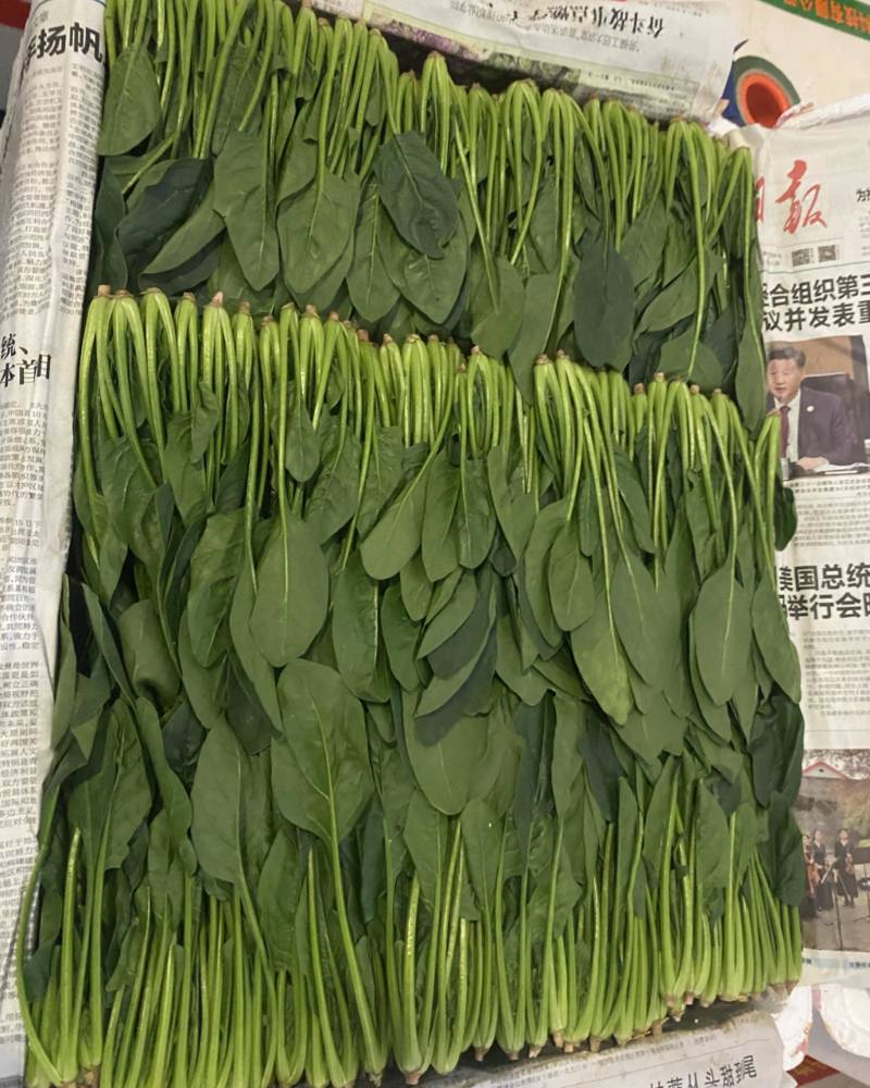 菠菜苗