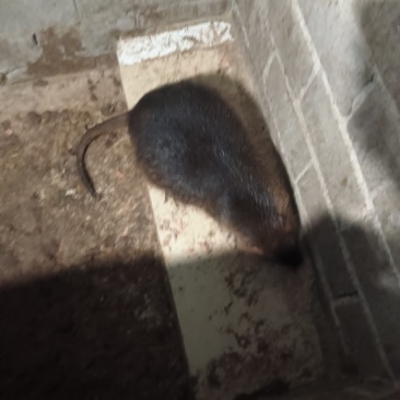 海狸鼠