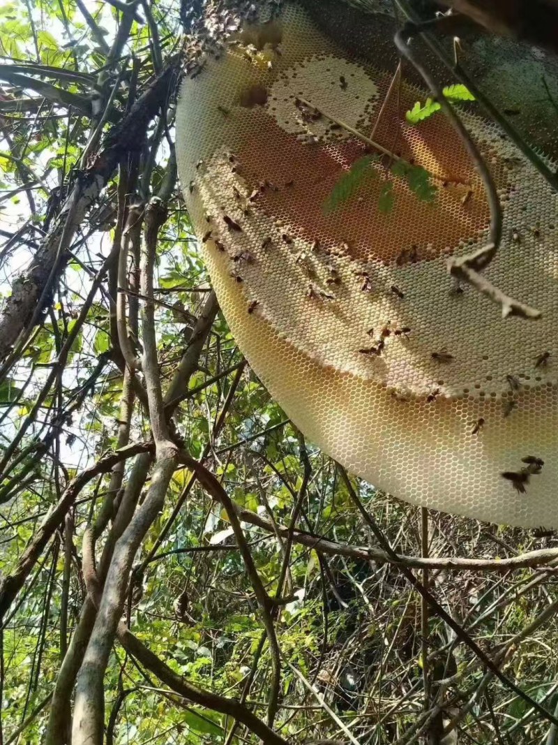纯生态野生百花蜜