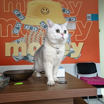 一岁多银渐层公猫