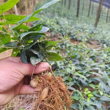金果榄苗量大
