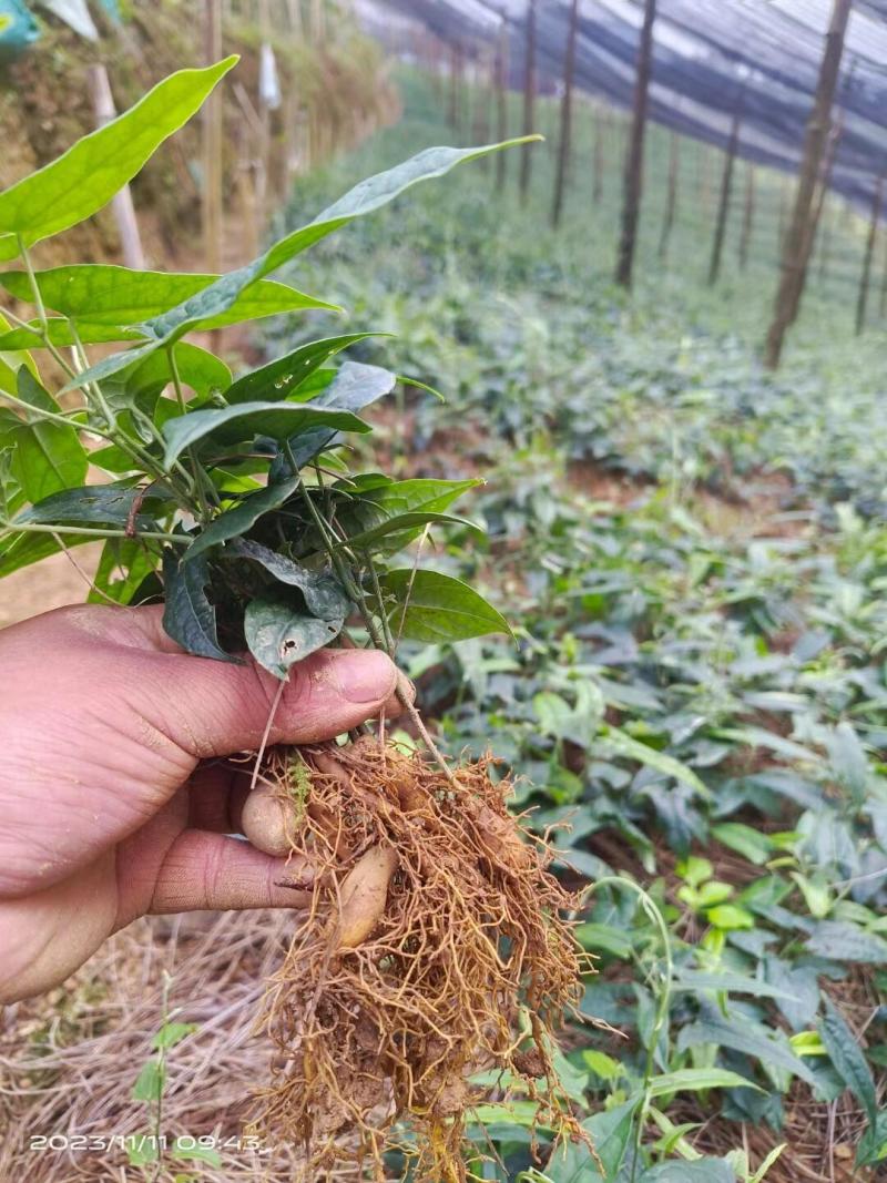 金果榄苗量大