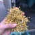 金银花云南金银花货好价优需要的老板联系