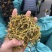 金银花云南金银花货好价优需要的老板联系