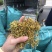 金银花云南金银花货好价优需要的老板联系