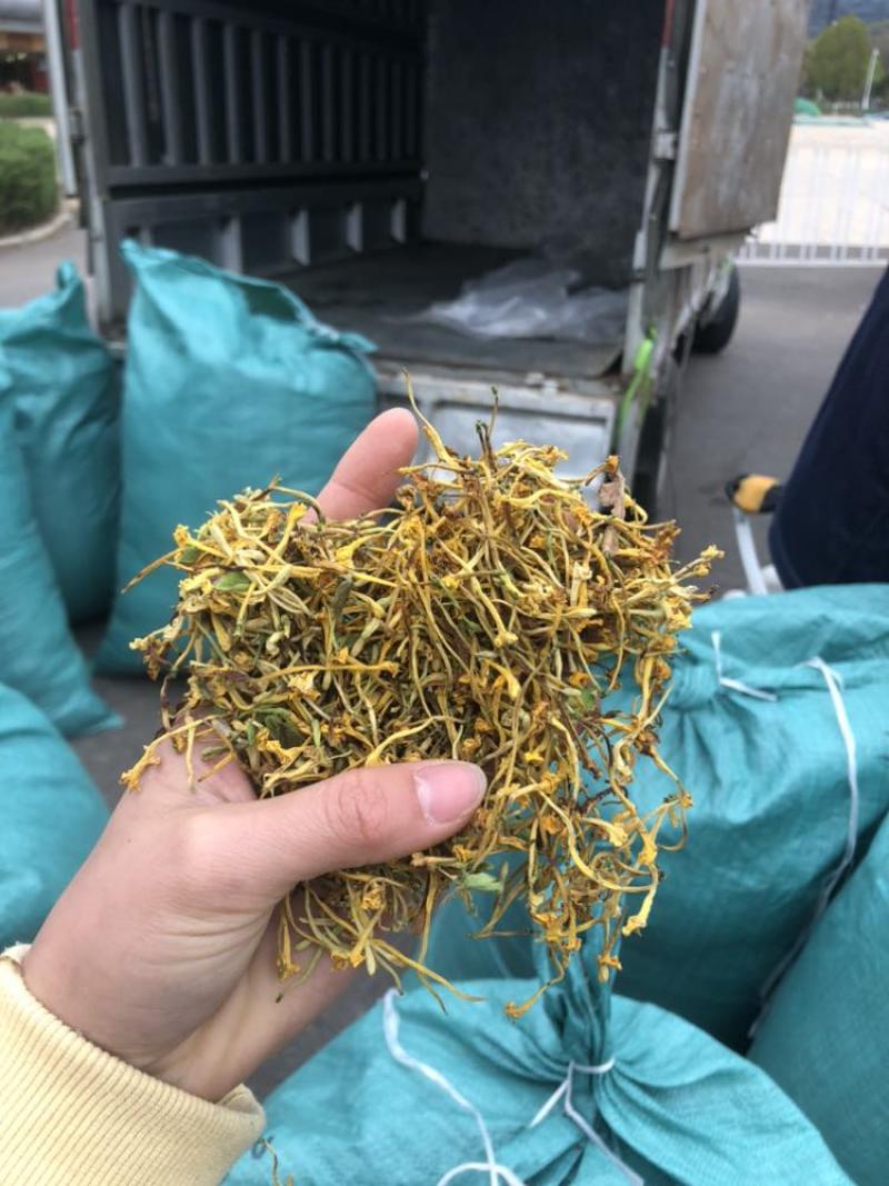 金银花云南金银花货好价优需要的老板联系