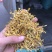 金银花云南金银花货好价优需要的老板联系