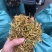 金银花云南金银花货好价优需要的老板联系