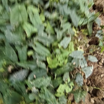 金果榄种苗