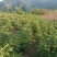艾纳香苗