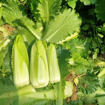 新鲜龙芽菜