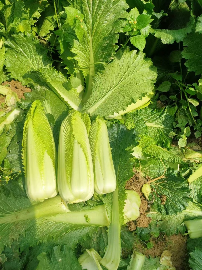 新鲜龙芽菜