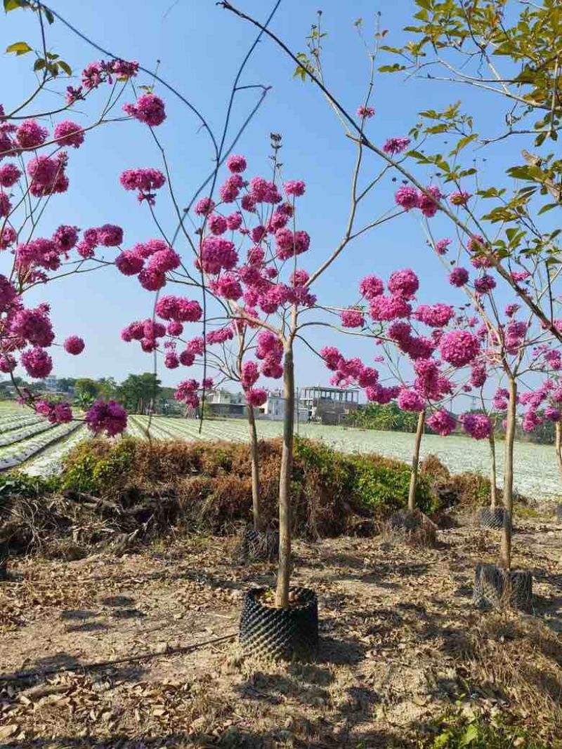 紫花风铃木2-12分，各种规格，大量低价出售
