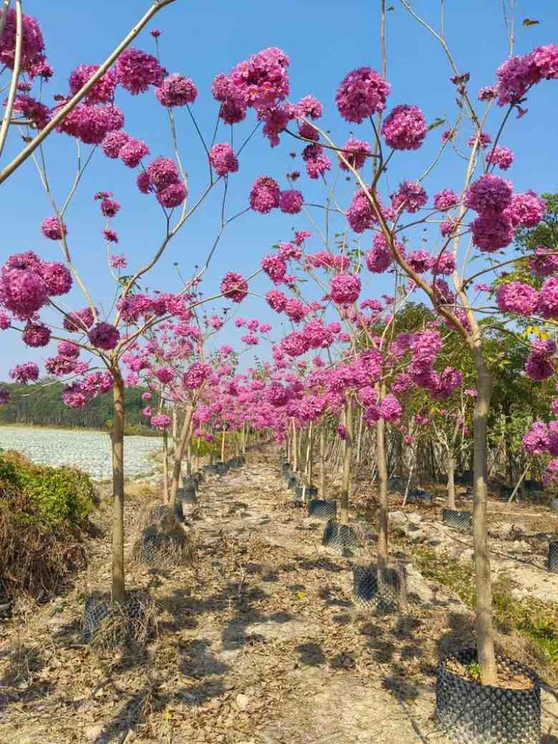 紫花风铃木2-12分，各种规格，大量低价出售