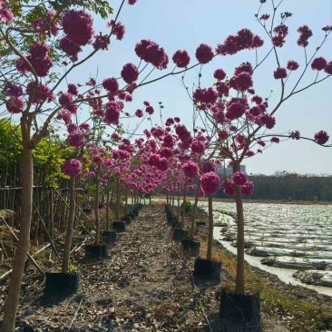 紫花风铃木2-12分，各种规格，大量低价出售