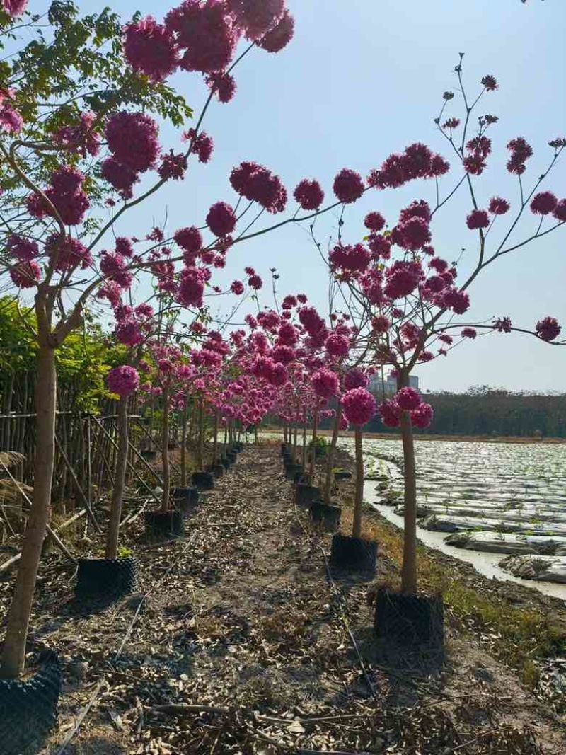 紫花风铃木2-12分，各种规格，大量低价出售