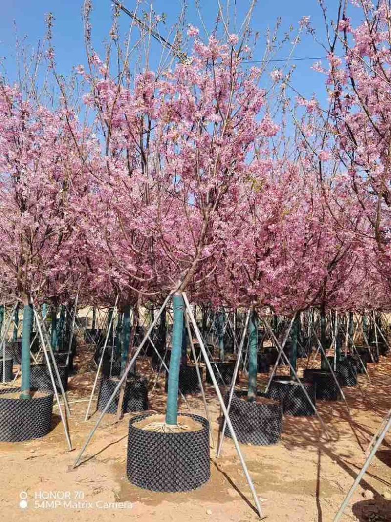 樱花树2-8分，各种规格，大量低价出售