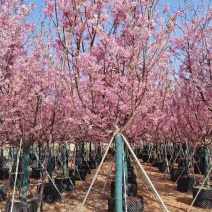 樱花树2-8分，各种规格，大量低价出售
