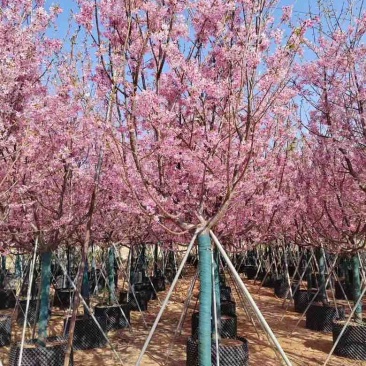 樱花树2-8分，各种规格，大量低价出售