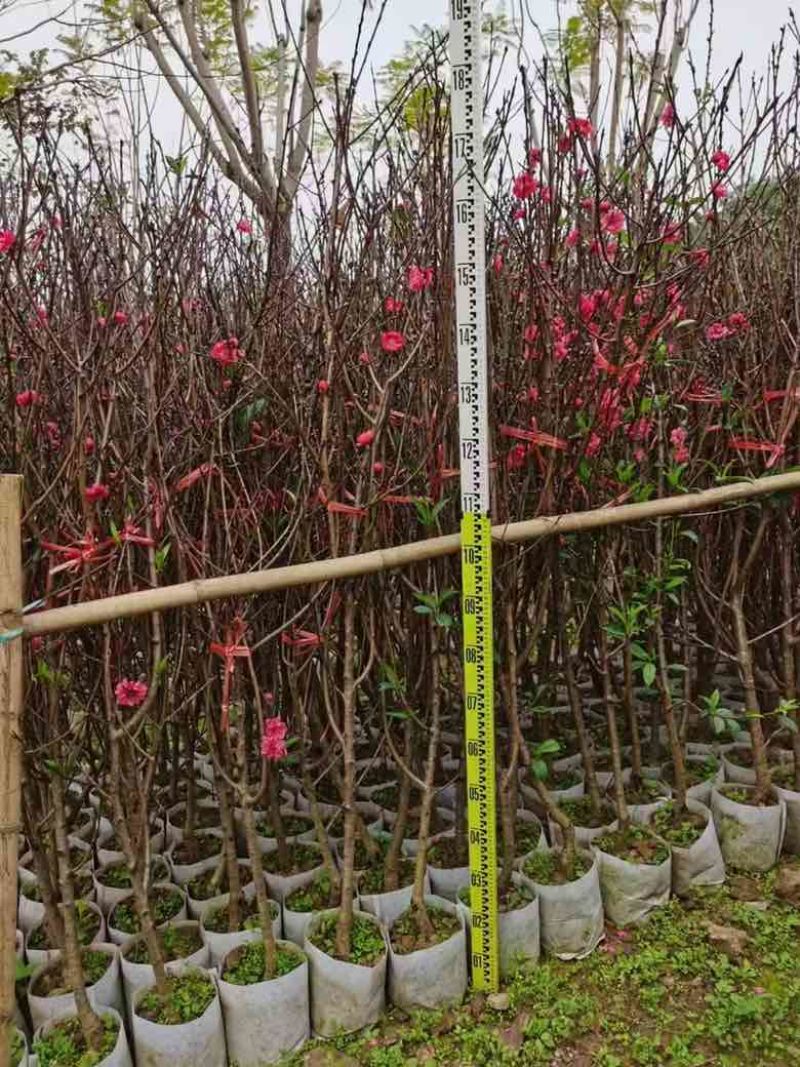 桃花2-8分，各种规格，大量低价出售