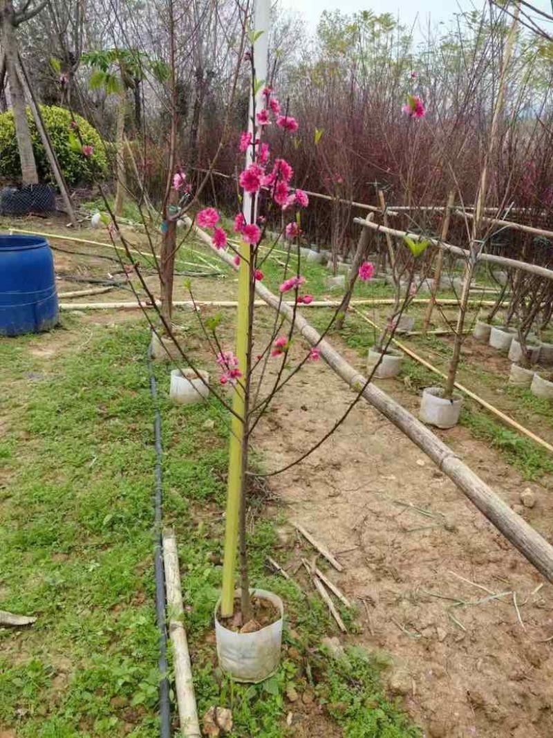 桃花2-8分，各种规格，大量低价出售