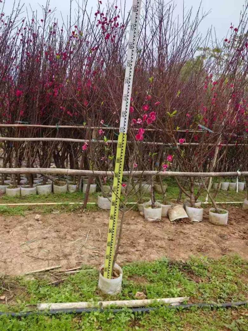 桃花2-8分，各种规格，大量低价出售